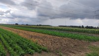 Strip-cropping for Pest & Disease Management and Crop Resilience in Modern Agriculture